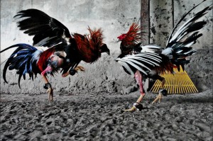 cock fight cock fight