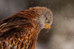 eagle - incrediblesnaps.com