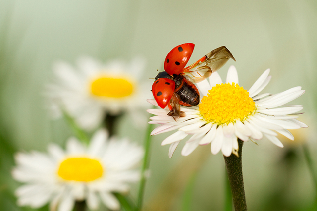 beautiful-macro-photography-snaps-51.jpg
