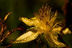55 stunning dew drop photographs