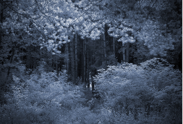 deep forest photographs
