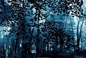 deep forest photographs_34 deep forest photographs