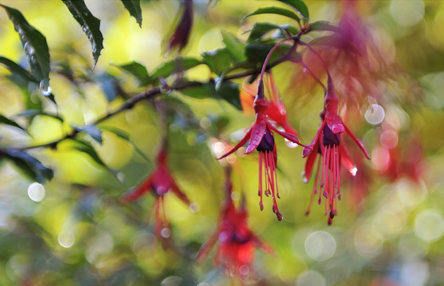 lovely photographs of rain