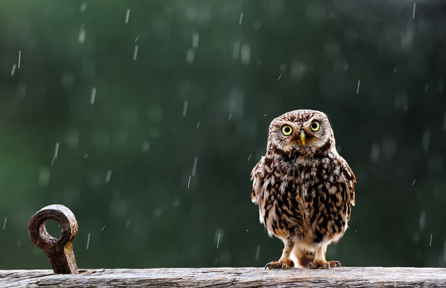 lovely photographs of rain