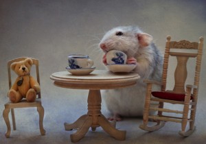 40 humour photographs_ 38
