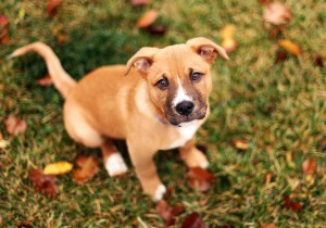 cute photographs of puppies 19