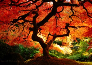 photographs of trees