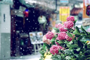 Beautiful snow pictures