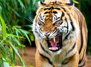 wild tiger pictures
