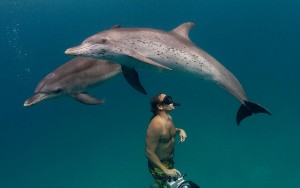nice collection of dolphin pictures 21 nice collection of dolphin pictures