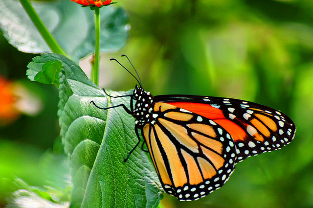 35 Most Beautiful Butterfly Pictures  Incredible Snaps