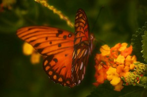 35 most beautiful butterfly pictures 32