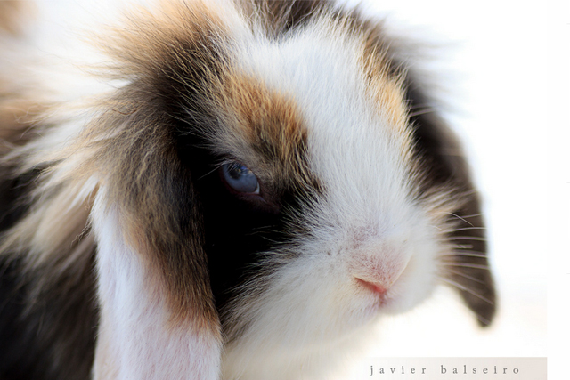 Cute and Lovable Photographs of Rabbits | Incredible Snaps