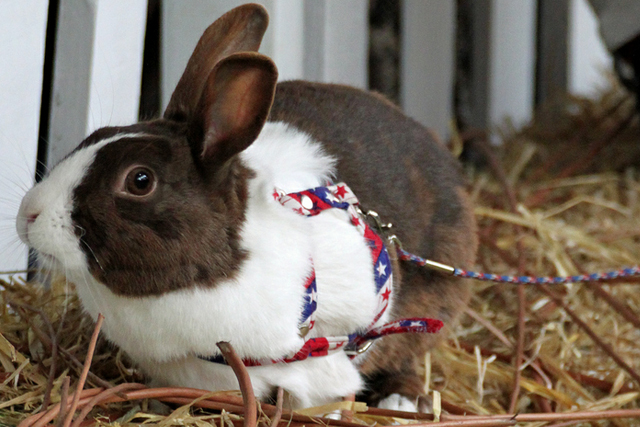 Cute and Lovable Photographs of Rabbits | Incredible Snaps