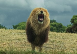 stunning and breathtaking pictures of lions