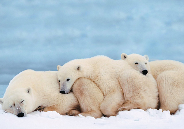 Great_Polar_Bears