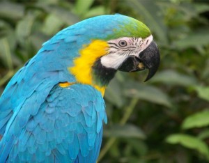 cute parrot pictures 11