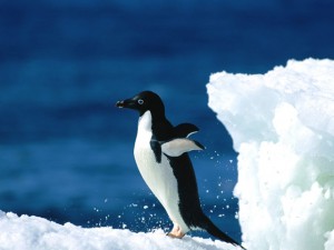 amazing photographs of penguins