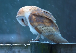 owl photographs 9