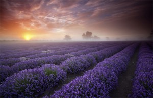 beautiful illustration of landscape photographs (14)