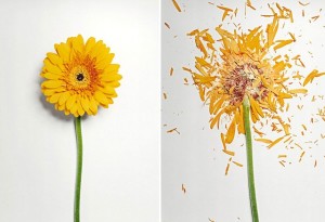 broken-flowers-soaked-in-liquid-nitrogen-shattered-2