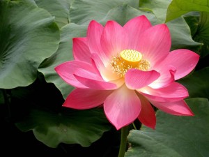 Beautiful Lotus Flower Photos (8)