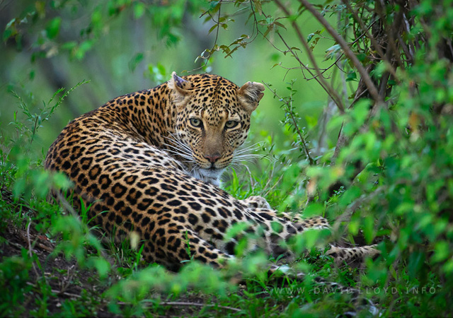Mara Leopard by David Lloyd