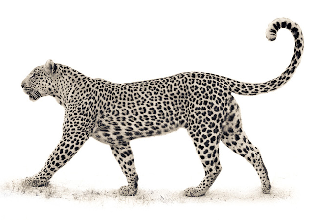 The Leopard by Mario Moreno