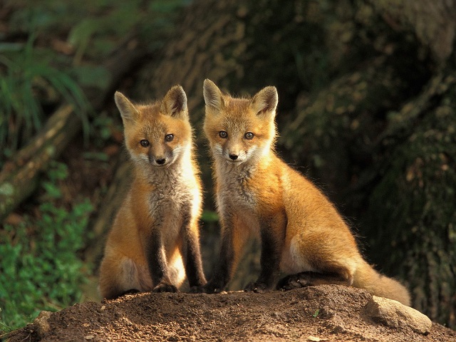 Cute and Beautiful Fox Pictures  Incredible Snaps