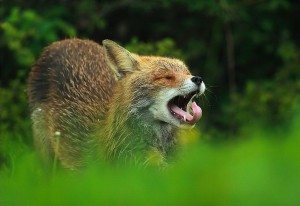 cute fox (2)