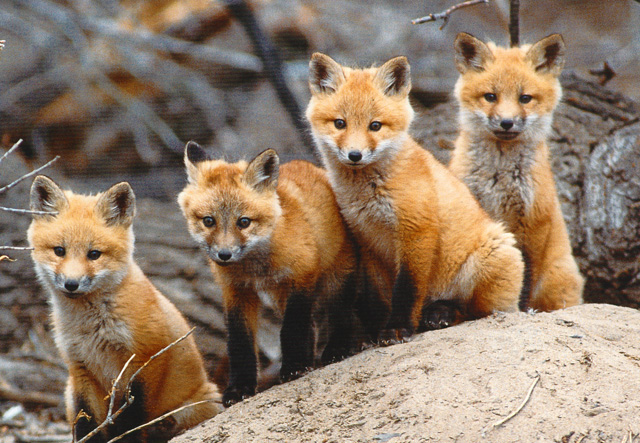 cute-fox-photographs-1.jpg