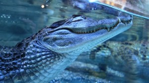 Alligator or crocodile Pictures (7)