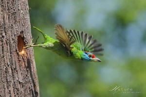 Amazing Bird Photography by Sompob Sasismit (1)
