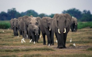 Majestic Photos of Elephants (7)