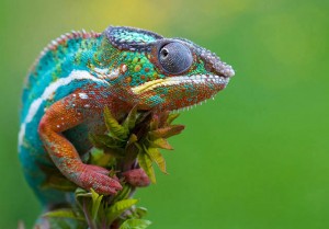 Pictures of chameleons (16)