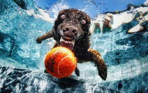 Underwater Photography of Dogs by Seth Casteel (8)
