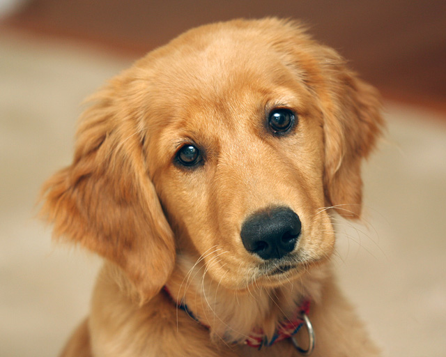 Golden Retriever Health Tips - JoBSPapa.com