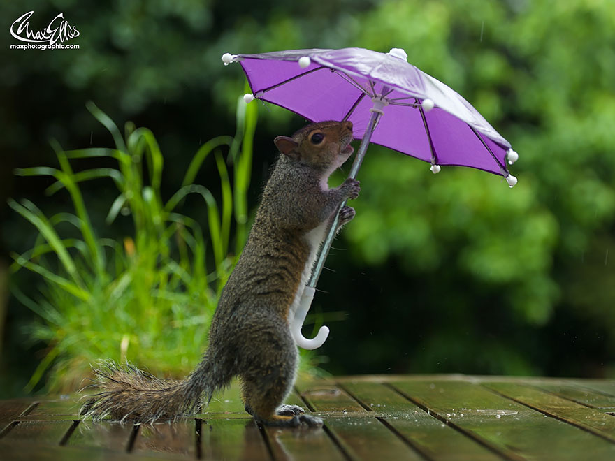 Beautiful Squirrels of Photographer Max Ellis #artpeople