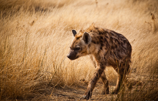 wild life photography