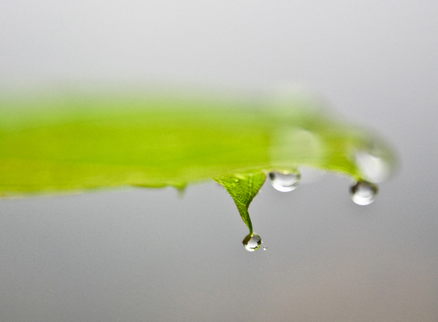 55 stunning dew drop photographs