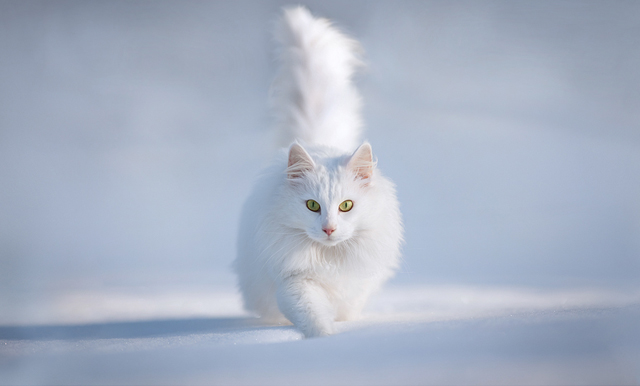 cute cat pictures