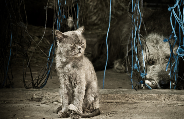 cute cat pictures