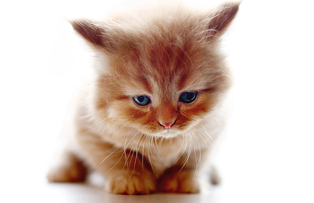 cute cat pictures