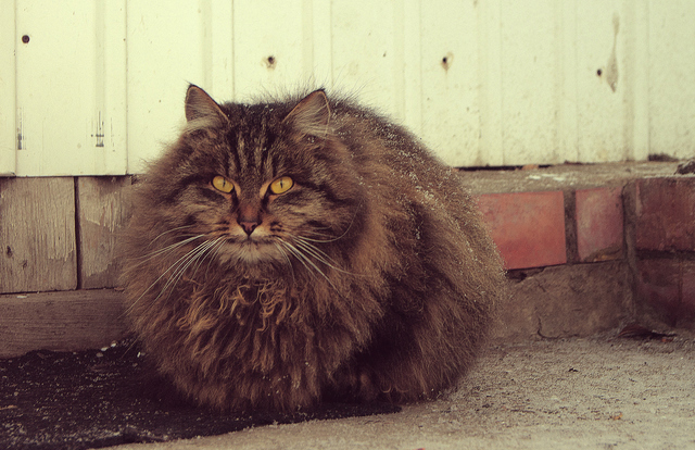 cute cat pictures