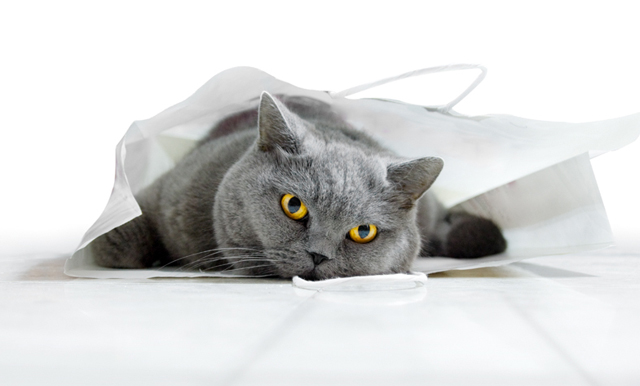 cute cat pictures