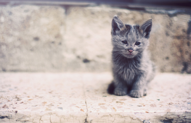 cute cat pictures