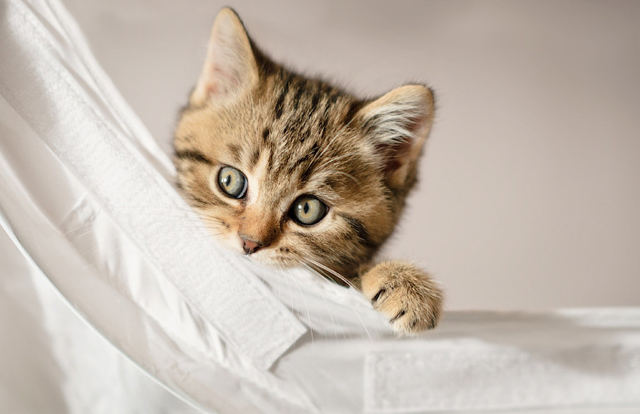 cute cat pictures