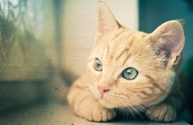 cute cat pictures