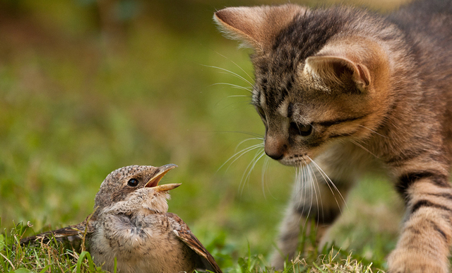 cute cat pictures
