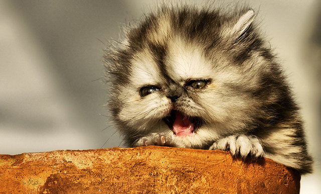 cute cat pictures
